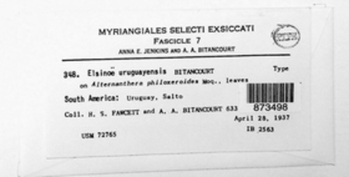 Elsinoe uruguayensis image